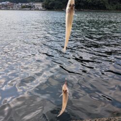 キスの当たり激減